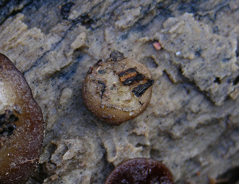 Ritrovamenti marted� 3 aprile.